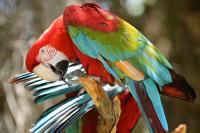 Playfull Parrot�